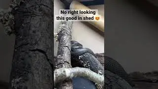 Do kingsnakes Bask In UVB Even While In Shed?