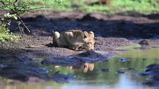 Adorable Lion cub drinking / Botswana