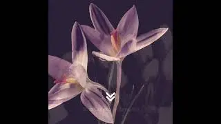 Scott Cameron - Spring Fall (OUT NOW)  