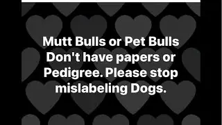 THE ORIGINAL LEGEND OF ALL BULLDOGS AKA THE MASTER OF ALL BULLDOGS IS THE BEST DOG BREEDER.
