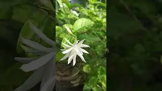#plantlovers#mallipoo#jasmin #tamilvlog#worldplantlovers #trendingshorts #vlog #tamilsongs#usavlogs