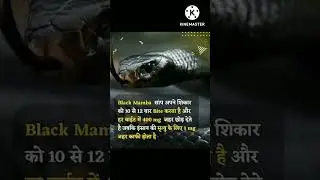sanke bite black mamba
