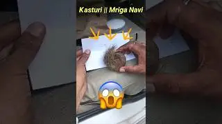 Kasturi || Mriga Navi #HiranKiNavi