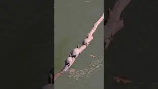 Turtles Sunbathing