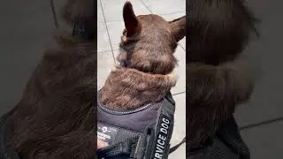 Dog Life | The Chicago Bean | Summer Day Hangout