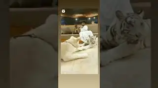 Miya Bhai , best Status for Tiger  Hum sab ko bolte Miya bhai, Miya Miya Miya bhai