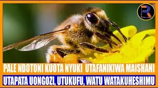 NDOTO YA KUOTA NYUKI  UTAFANIKIWA MAISHANI | UTAPATA UONGOZI, UTUKUFU, WATU WATAKUHESHIMU