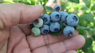 How to Harvest Blueberries