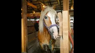 Albion Fair 2021: See highlights of this PA Fair with  animals, art, rides, flowers & more