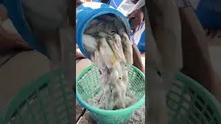 seafood terpaporit tp sayang karena tinggalnya jauh dr laut jarang d temukan ini