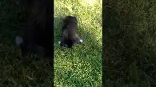My new puppy