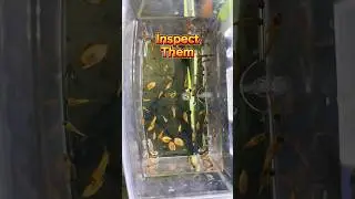 Discus🐠#like #comment #subscribe #SimplyAquatic #discus #fish #baby #food #foryou #love #share