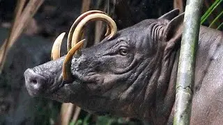 The Babirusa: Pig with Upward-Curving Tusks