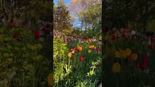 Real-Time Walk in Central Park&rsquo;s Tulip Garden 🌷 #CentralPark #TulipSeason #nycwalk  #explorenyc