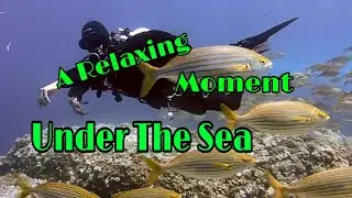 Life of the Sea / Scuba Diving | Ayashane TV