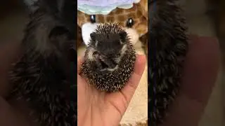 Top Notch Hedgehogs - Algerian Black baby hedgehogs