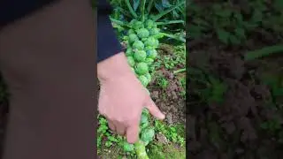 Mini cabbage #farming #shortsfeed #harvest