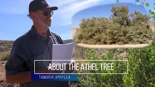 Рассказы и факты о дереве Тамарикс безлистный (Tamarix aphylla)