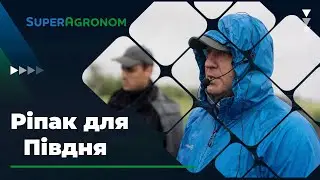 Стійкий до розтріскування та до TuYV ріпак: переваги для аграріїв Півдня України / СуперАгроном