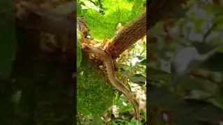 Ants eat snake #short#