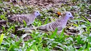 Zebra Dove, native to Southeast Asia, occurs in pairs on agricultural lands
