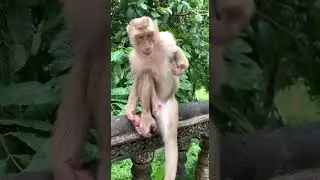 Monkey sit alone