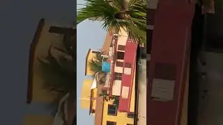 My birds#my roof garden#birds#nature#beautiful view of blue sky with aeroplane#ytvidioviral.
