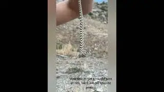 Great Basin rattlesnake in Utah's west desert. *Please do not attempt to handle rattlesnakes*