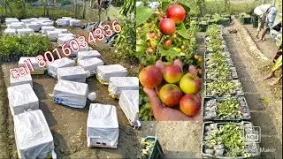 Apple Ber plant available hai call me 📞 8016034336