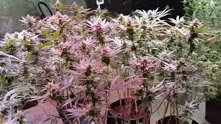 Day 19 of Flowering my new in house custom strain .