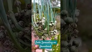 Leeks sprouting on flowerhead! #garden #gardener #leeks #gardening #nature #sproutingseeds #flowers