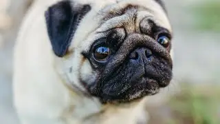 Protecting Your Pug s Eyes How to Prevent Pug Eye Diseases