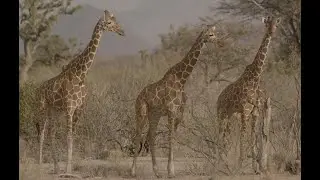 Saving Endangered Reticulated Giraffe with the Twiga Walinzi (giraffe Guards) in Northern Kenya.