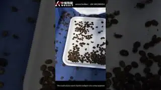 Wesort Mini fresh coffee bean Color Sorter