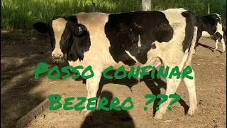 Posso confinar o bezerro ? Qual idade confinar ? Como adaptar no puro gr&atilde;o ?