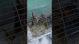 কোয়েল পাখি পাট 6