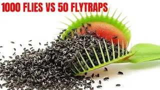 1000 Flies vs 50 Venus Fly Traps...