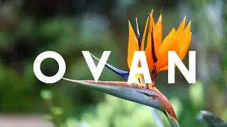 OVAN NAREDNA 72 SATA 🧡 SVE JE OVO U PROLAZU SUDBINSKO TAROT ČITANJE HOROSKOP LJUBAV 