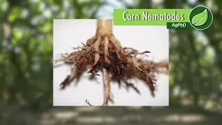 Corn Nematodes #1022 (Air Date 11-5-17)