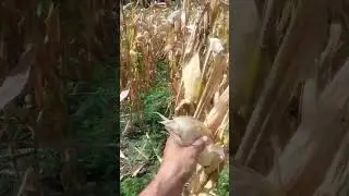 #onewithnature #nature #prijodo #corn #harvest