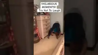 !!LOL ALERT!!Try Not To Laugh#epic #hilarious #moments #rofl #lol #funny #funnyshorts #ytshorts #yt