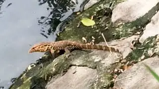 Lizards are known to be good at climbing and swimming #nature #crocodile #faunafascinante 