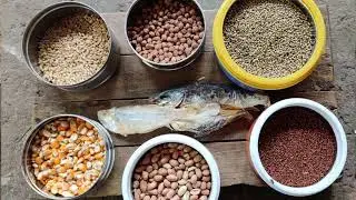 ASEEL V86 நோய் சீக்கு சேவல்களுக்கு என்ன உணவு எந்த முறையில்???