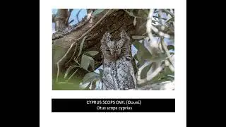 Cyprus Scops Owl