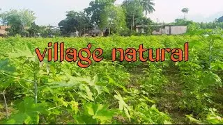 Indiannature really odishanatural 4kVideos beautiful Village Life