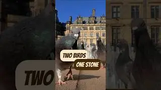 английские идиомы: kill two birds with one stone #english #vocabulary #английский
