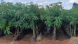 Big size mango tree dram setting