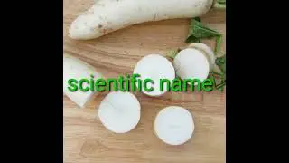 radish scientific name #radish #scientific #facts #shorts #knowledge #biology #vegetable #root