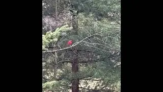 Oh look another visitor #choosejoycj #nature #midwest #shortsvideo #cardinal #rainy