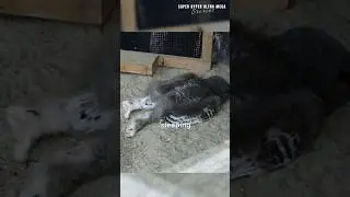 Why do baby owls sleep on their stomach